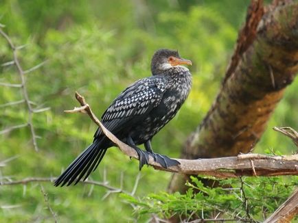 Cormorant (phalacrocorax) descriere, reproducere, fapte interesante