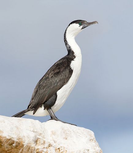 Cormorant (phalacrocorax) descriere, reproducere, fapte interesante