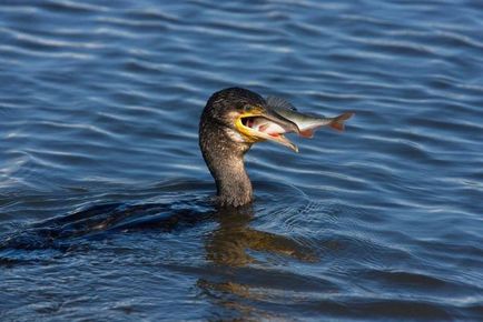 Cormorant (phalacrocorax) descriere, reproducere, fapte interesante