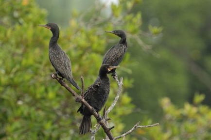 Cormorant (phalacrocorax) descriere, reproducere, fapte interesante