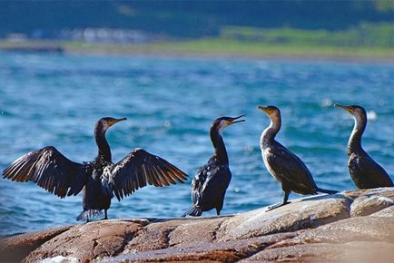 Баклан (phalacrocorax) опис, розмноження, цікаві факти