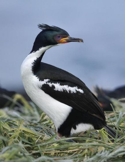 Cormorant (phalacrocorax) descriere, reproducere, fapte interesante