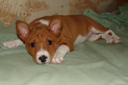 Basenji - gyönyörű fotók néz ki, mint a kölyökkutyák és felnőtt kutyák Basenji fajta (fajta) Basenji - gyönyörű fotók néz ki, mint a kölykök és a felnőttek a Basenji fajtájú kutya