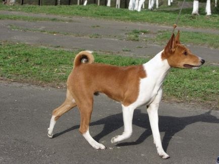 Basenji - gyönyörű fotók néz ki, mint a kölykök és a felnőttek a Basenji fajtájú kutya