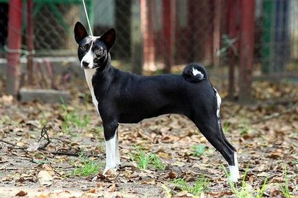 Basenji - o fotografie frumoasă, cățeluși și câini adulți din rasa Basenji