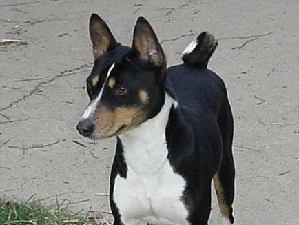 Basenji - o fotografie frumoasă, cățeluși și câini adulți din rasa Basenji