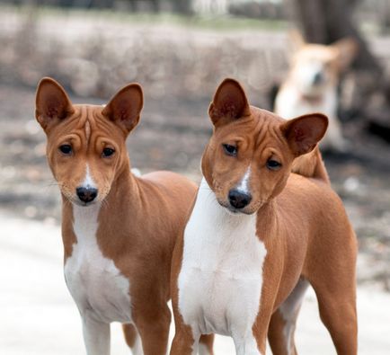 Basenji - o fotografie frumoasă, cățeluși și câini adulți din rasa Basenji