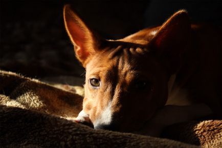 Basenji - gyönyörű fotók néz ki, mint a kölyökkutyák és felnőtt kutyák Basenji fajta (fajta) Basenji - gyönyörű fotók néz ki, mint a kölykök és a felnőttek a Basenji fajtájú kutya