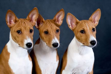 Basenji - gyönyörű fotók néz ki, mint a kölyökkutyák és felnőtt kutyák Basenji fajta (fajta) Basenji - gyönyörű fotók néz ki, mint a kölykök és a felnőttek a Basenji fajtájú kutya