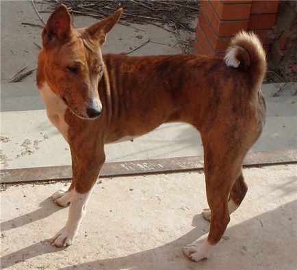Basenji - o fotografie frumoasă, cățeluși și câini adulți din rasa Basenji
