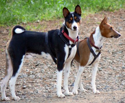 Basenji - o fotografie frumoasă, cățeluși și câini adulți din rasa Basenji