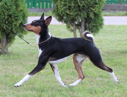 Basenji - gyönyörű fotók néz ki, mint a kölyökkutyák és felnőtt kutyák kutyák, (kutya) Basenji - gyönyörű fotók néz ki, mint a kölykök és a felnőttek a Basenji fajtájú kutya