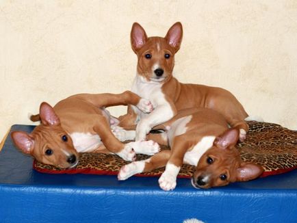 Basenji - o fotografie frumoasă, cățeluși și câini adulți din rasa Basenji