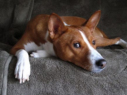 Basenji - gyönyörű fotók néz ki, mint a kölyökkutyák és felnőtt kutyák Basenji fajta (fajta) Basenji - gyönyörű fotók néz ki, mint a kölykök és a felnőttek a Basenji fajtájú kutya