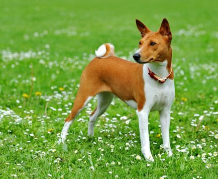 Basenji - gyönyörű fotók néz ki, mint a kölyökkutyák és felnőtt kutyák Basenji fajta (ezt a fajtát) Basenji - gyönyörű fotók néz ki, mint a kölykök és a felnőttek a Basenji fajtájú kutya