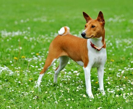 Basenji - o fotografie frumoasă, cățeluși și câini adulți din rasa Basenji