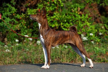 Basenji - gyönyörű fotók néz ki, mint a kölyökkutyák és felnőtt fajtájú kutya basenji (szép) Basenji - gyönyörű fotók néz ki, mint a kölykök és a felnőttek a Basenji fajtájú kutya