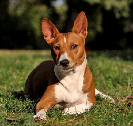 Basenji - o fotografie frumoasă, cățeluși și câini adulți din rasa Basenji