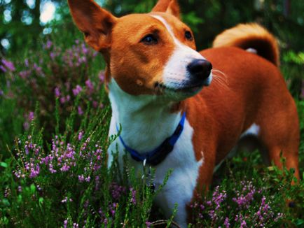 Basenji - o fotografie frumoasă, cățeluși și câini adulți din rasa Basenji