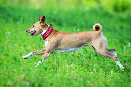 Basenji - o fotografie frumoasă, cățeluși și câini adulți din rasa Basenji