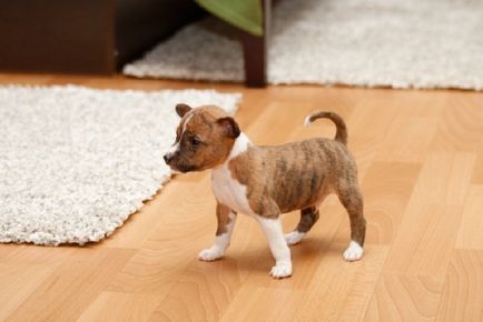 Basenji - gyönyörű fotók néz ki, mint a kölyökkutyák és felnőtt kutyák Basenji fajta (ezt a fajtát) Basenji - gyönyörű fotók néz ki, mint a kölykök és a felnőttek a Basenji fajtájú kutya