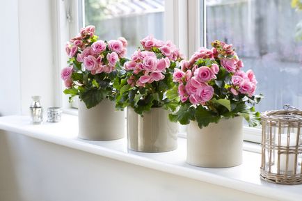 Бегонія кімнатна квітуча в горщику на вікні, як посадити, виростити і доглядати в домашніх