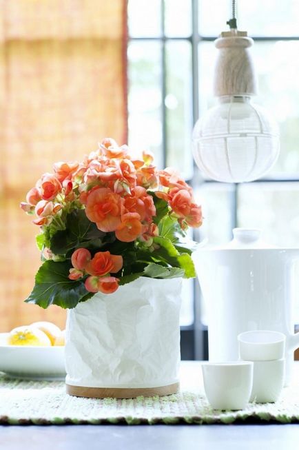 Бегонія кімнатна квітуча в горщику на вікні, як посадити, виростити і доглядати в домашніх