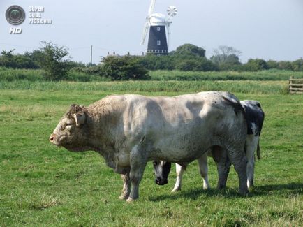 Belgia vaci mutante (9 fotografii video)