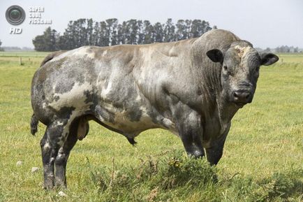 Belgia vaci mutante (9 fotografii video)