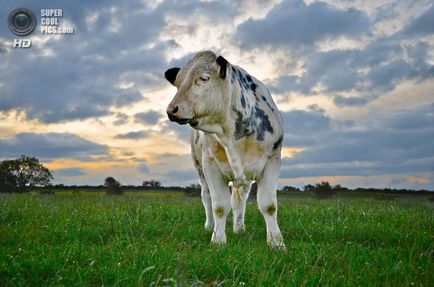 Belga mutáns tehenek (9 fotók, videók)