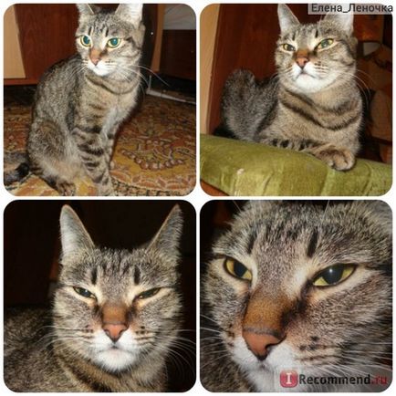 Származás macskák és Metis - «❤ ❤ ❤ én kotomanii előzmények), valamint a kis- sovetiki) ❤ ❤ ❤ tétel