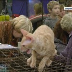 Jótékonysági rendezvény a Cat Show - TV fellebbezés