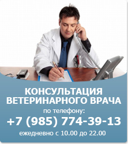 Хвороби очей у щурів, болять очі у щура, симптоми кон'юктевіта