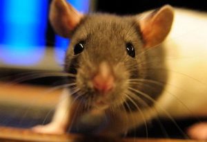 Bolile oculare la șobolani, dureri oculare la șobolan, simptome de conjunctivită