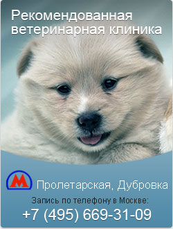 Хвороби очей у щурів, болять очі у щура, симптоми кон'юктевіта