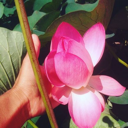 Grădina botanică @botanicgarden_ru profil instagram, picbear