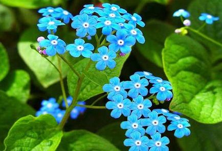 Brunner macrophylla ültetés és gondozás, termesztése finomság