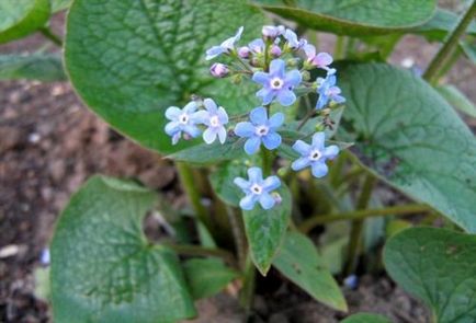 Brunner macrophylla ültetés és gondozás, termesztése finomság