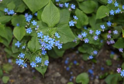 Brunner macrophylla ültetés és gondozás, termesztése finomság