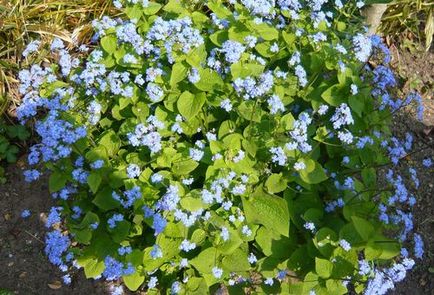 Brunner macrophylla ültetés és gondozás, termesztése finomság