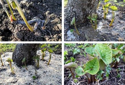 Brunner macrophylla ültetés és gondozás, termesztése finomság