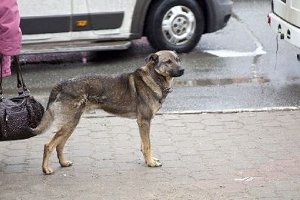 Légy kedves - interjú egy kutya - január 24, 2014 - Hírek antidoghanter helyszínen