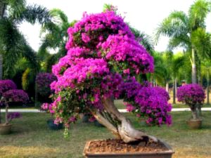 Bougainvilleia îngrijirea florilor la domiciliu tăiere și reproducere