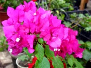 Bougainvilleia îngrijirea florilor la domiciliu tăiere și reproducere