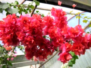 Bougainvilleia îngrijirea florilor la domiciliu tăiere și reproducere