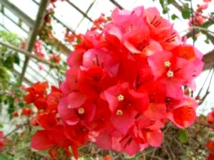 Bougainvilleia îngrijirea florilor la domiciliu tăiere și reproducere
