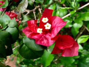 Bougainvilleia îngrijirea florilor la domiciliu tăiere și reproducere