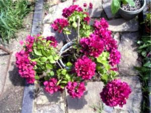 Bougainvilleia îngrijirea florilor la domiciliu tăiere și reproducere