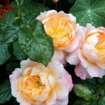 Hybrid Tea Roses, domsadovnika