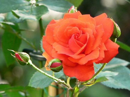 Hybrid Tea Roses, domsadovnika